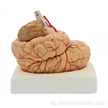 Cerebro con arteria y nervios
